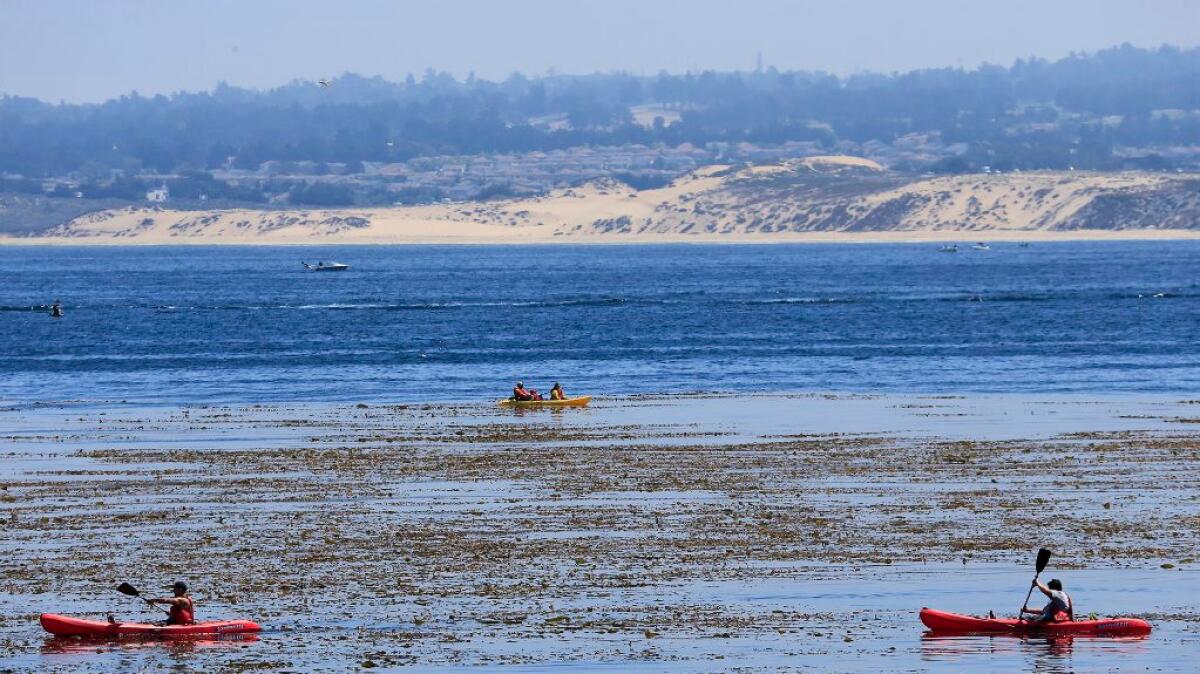 Kayakers cruise Monterey Bay