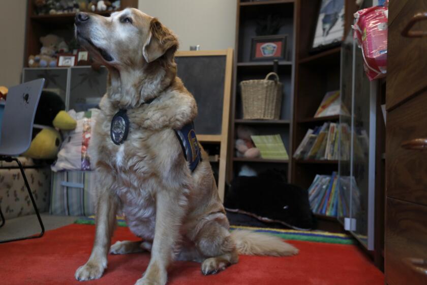 HAWTHORNE, CA APRIL 24, 2019: Scottie, age 9, at work in the Hawthorne Police Station April 24, 2019. Various police departments have started to use facility dogs to help victims. In Corona, facility dog Raider assisted the Turpin children throughout the year following their rescue. In Hawthorne, facility dog Scottie is one of the original dogs to work with a police department. (Francine Orr/ Los Angeles Times)