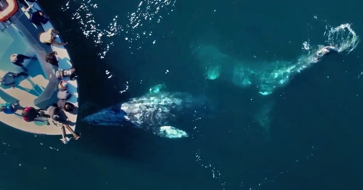 A rare close-up of playful gray whales near Oxnard thrills passengers