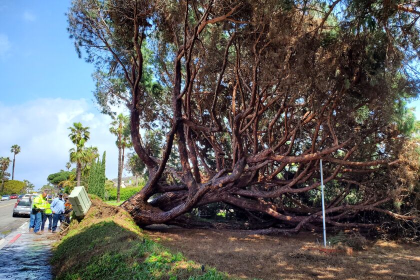 A massive pine tree fell onto a La Jolla Shores Drive property on March 21 following a rain storm.