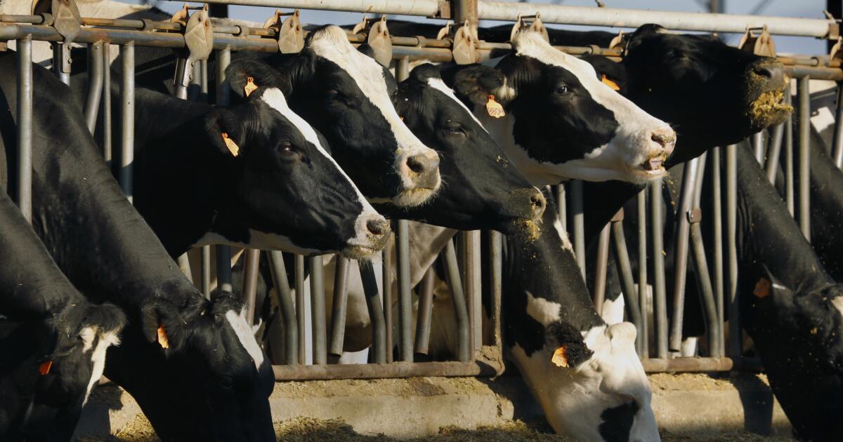 Is bird flu in cattle here to stay? Is bird flu in cattle here to stay?