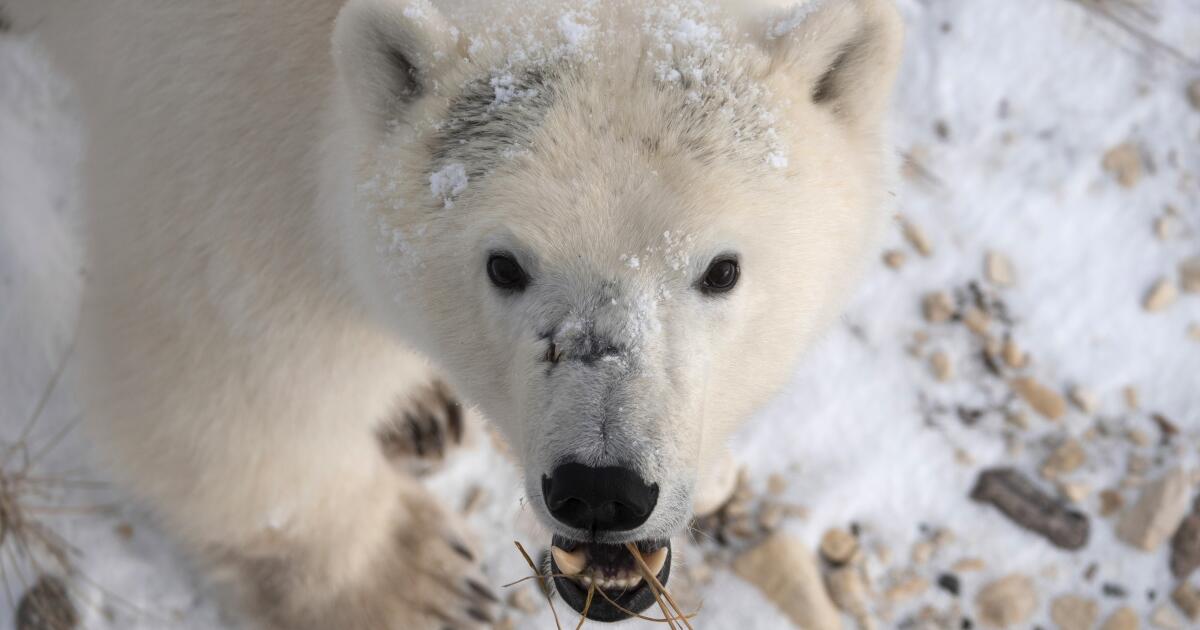 Osos polares: Qué pasaría con ellos si se derritiera el hielo del Ártico