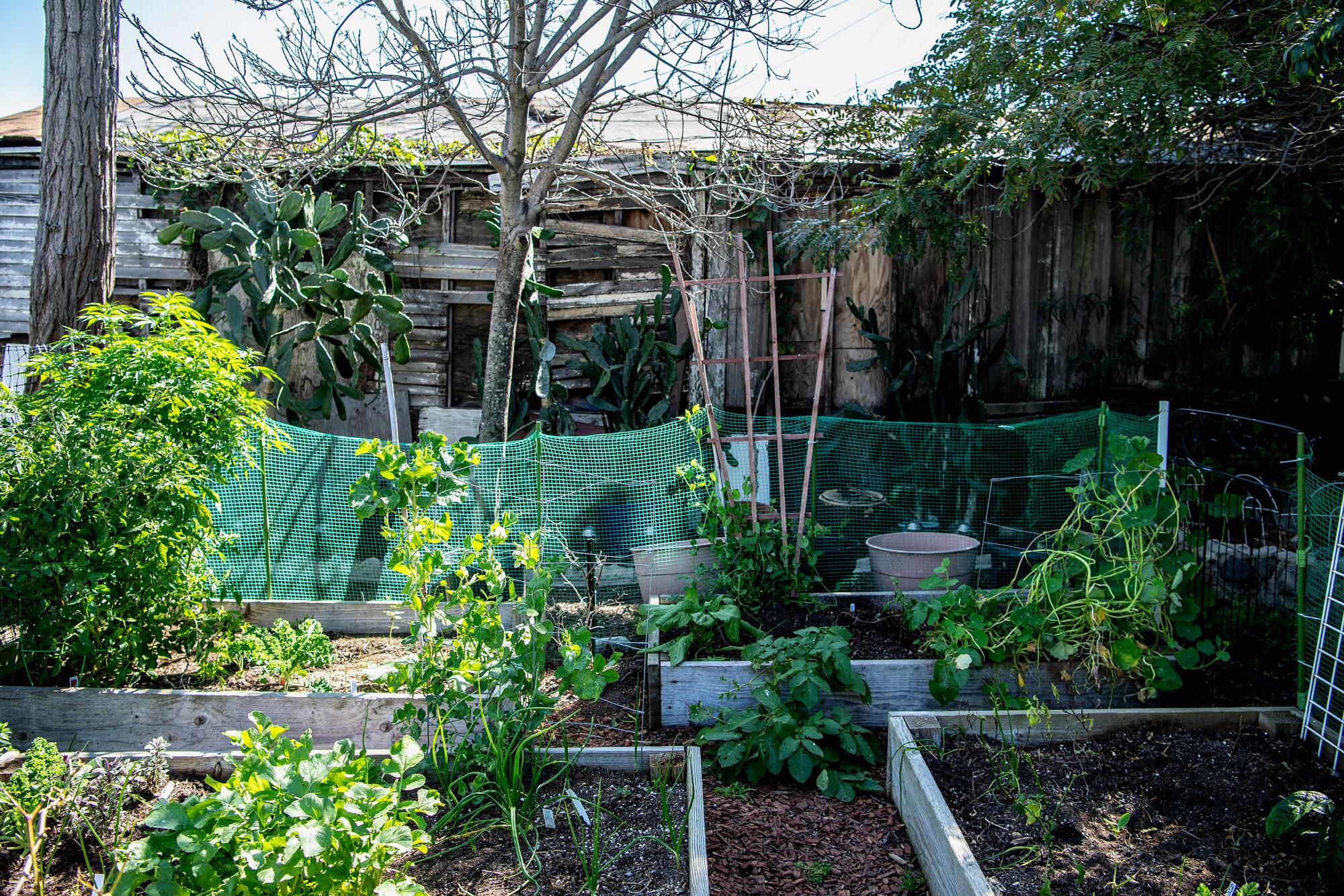 Greenery emerges from planter boxes in a home's backyard.