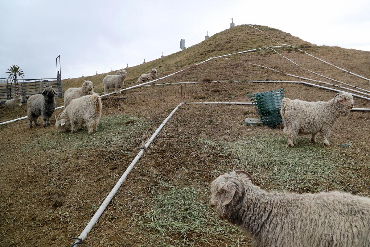 Angora goats at the OC Fairgrounds in Costa Mesa on Thursday.