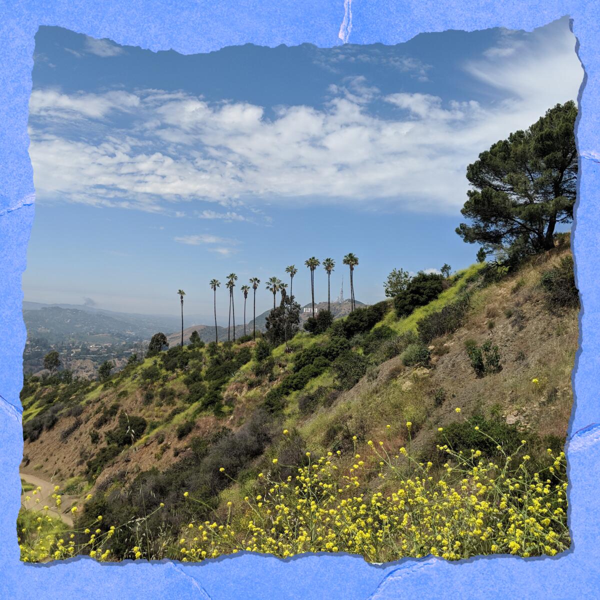 Flowers and scrub cover hills with palm trees and the Hollywood sign in the far distance.
