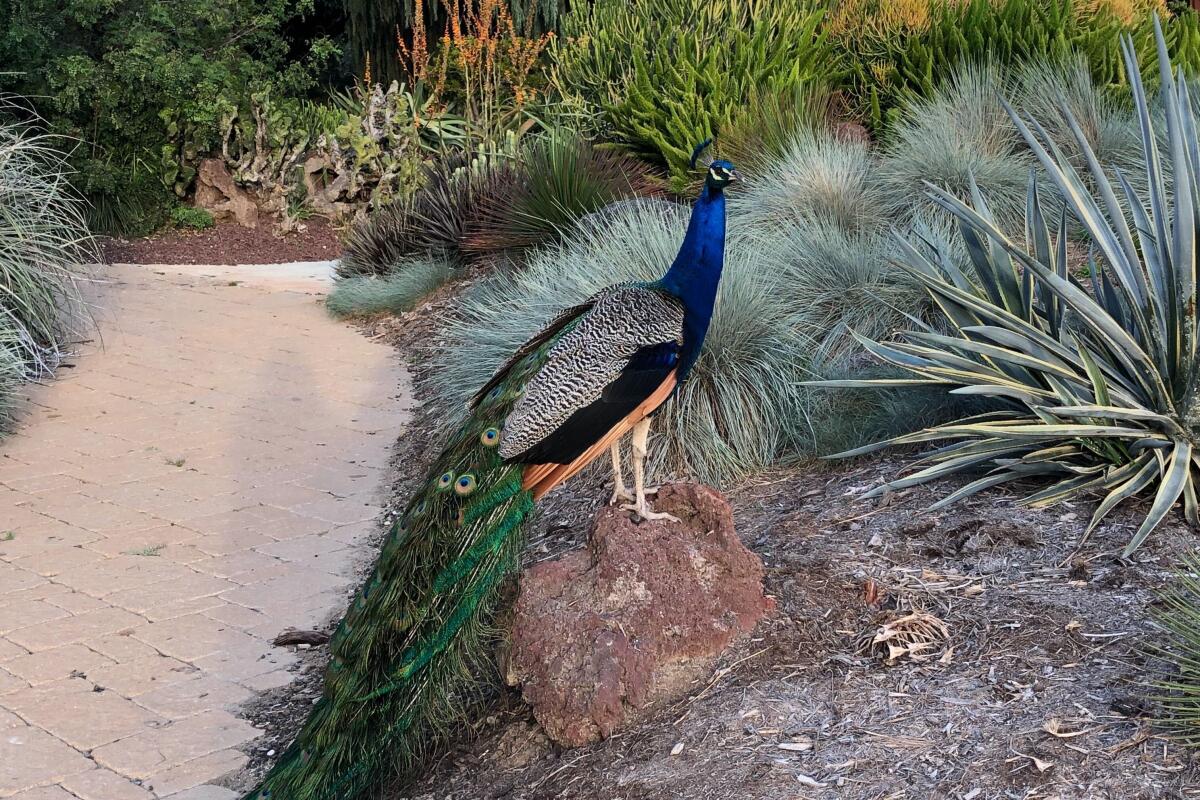 A peacock standing on a rock next to some plants.