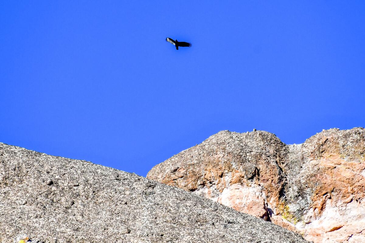 A turkey vulture flies high over rocks