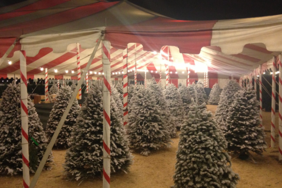 A cluster of Christmas trees at night in a lot under a red and white striped tent