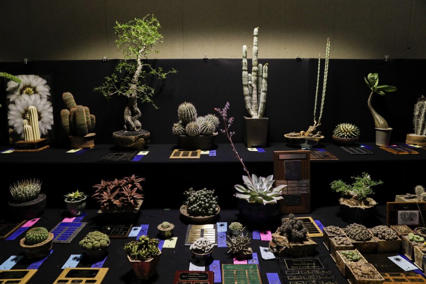 to the Cactus & Succulent Show, the ComicCon of the cactus