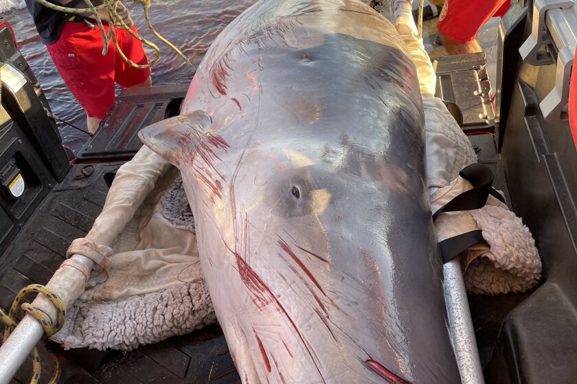 A pygmy sperm whale was euthanized after it was stranded Sunday at Malibu Surfrider Beach.