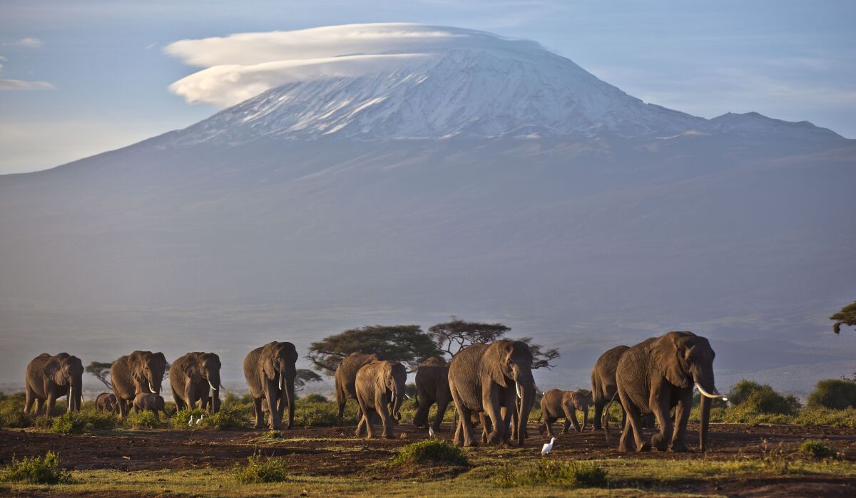 Herd of elephants walking