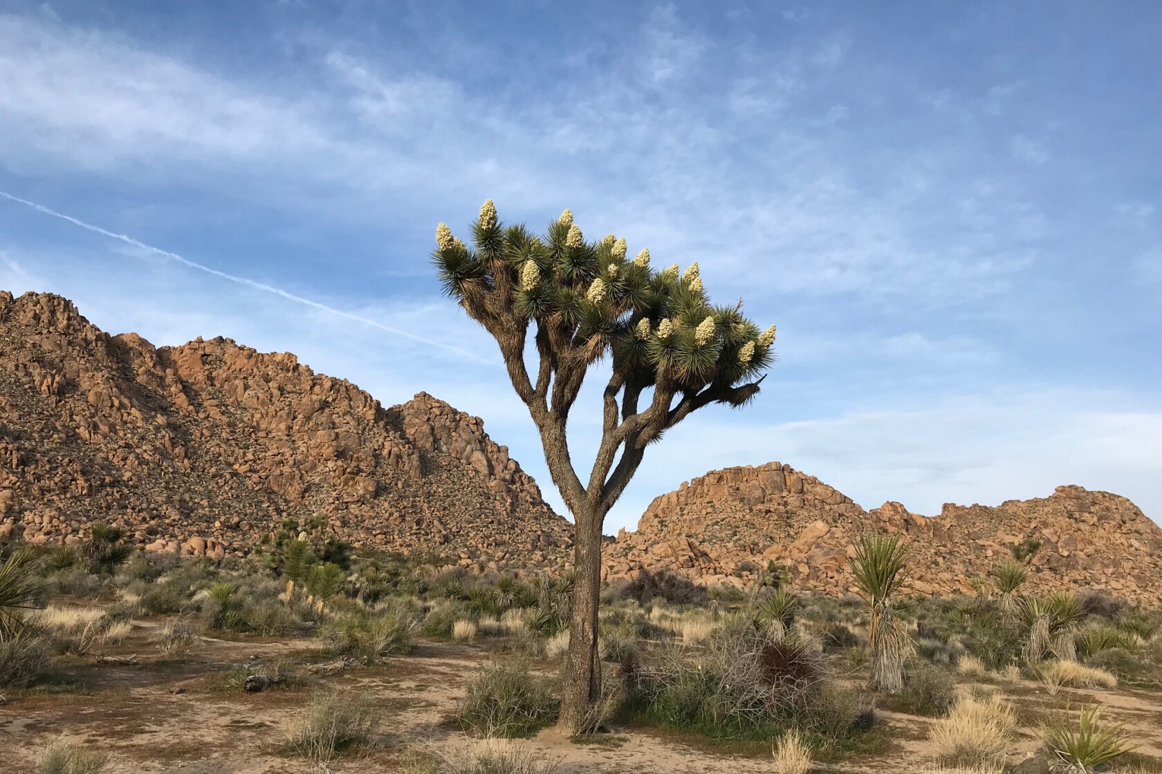 Joshua Tree’s shutdown scars are largely hidden, but its spring glory