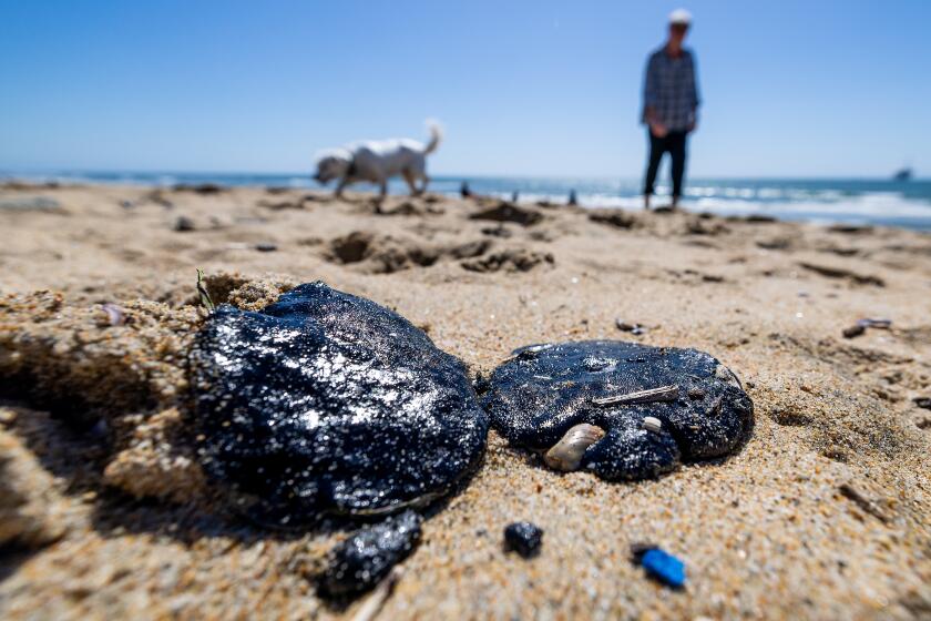 Huntington Beach, CA - March 08: Andrew Christenson, who got oil stuck to his feet, and his dog Lola check out tar balls at the high tide line at Huntington Dog Beach in Huntington Beach Friday, March 8, 2024. Roughly 2.5-mile-long oil slick was spotted today off the coast of Huntington Beach, but its source remained unclear. According to the Coast Guard, the slick is about 1.5 miles off the coast. ``Aerial surveys are planned to assess the size and potential impacts,'' Coast Guard officials said on social media. Photo taken in Huntington Beach Friday, March 8, 2024. (Allen J. Schaben / Los Angeles Times)