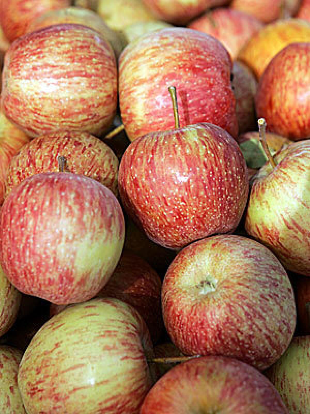 Cameo apples hold their crisp texture well in storage.