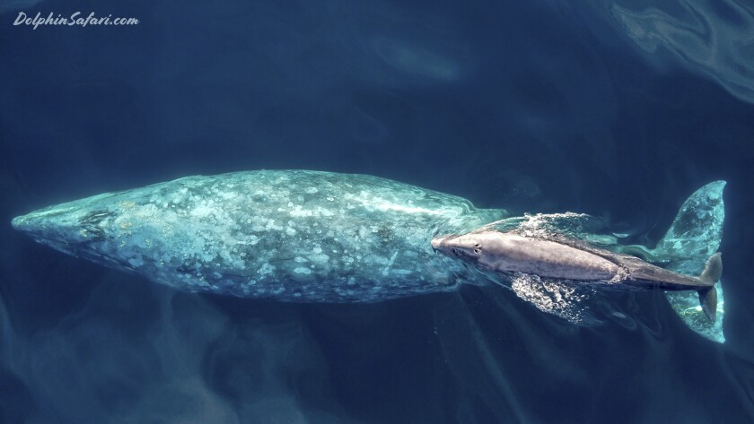 Baby gray whale