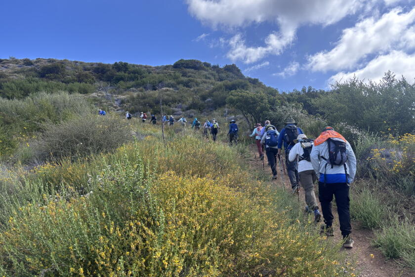 People donning backpacks and hats walk through dense flowers and shrubs on a dirt path