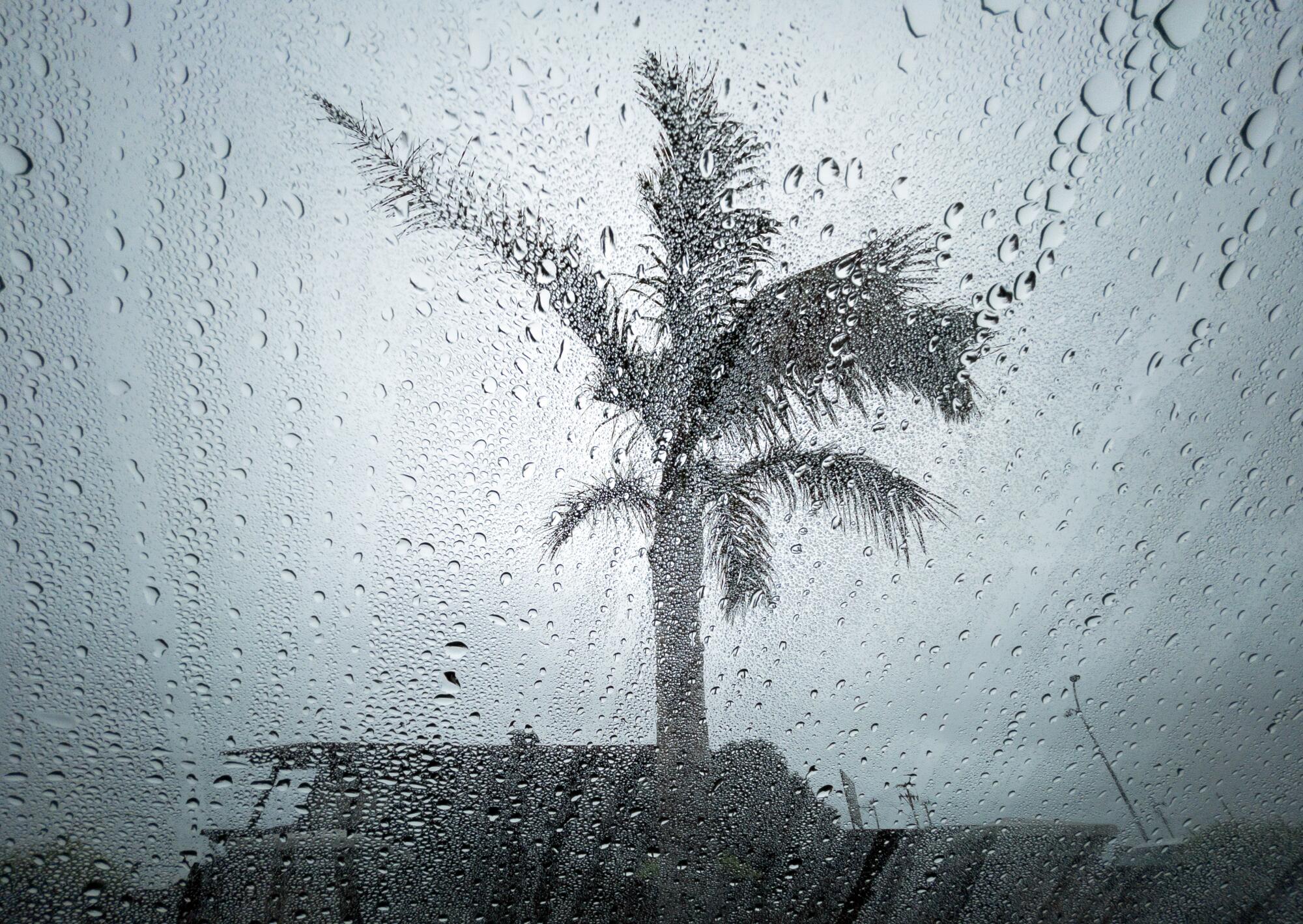  wet windshield with palm tree in background.