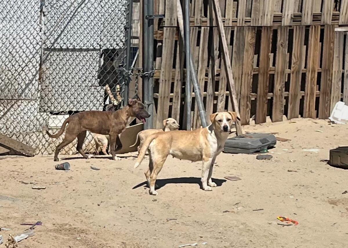 Dogs on a dirt property in Lancaster.