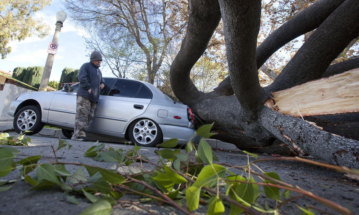 A tree toppled by high winds sits atop Nicolas Pereda's Hyundai compact car on as he waits for help on Sherman Oaks Avenue in Encino.