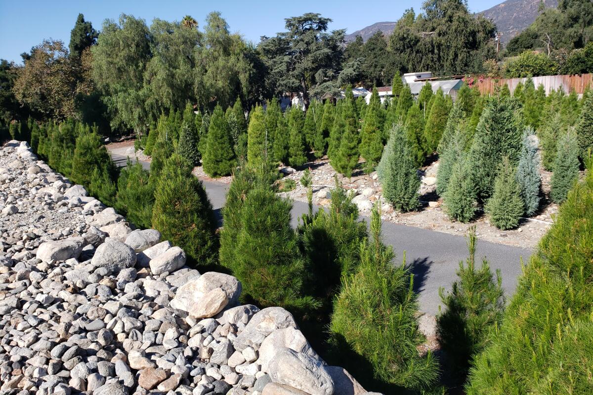 Christmas trees lined up along a roadway.