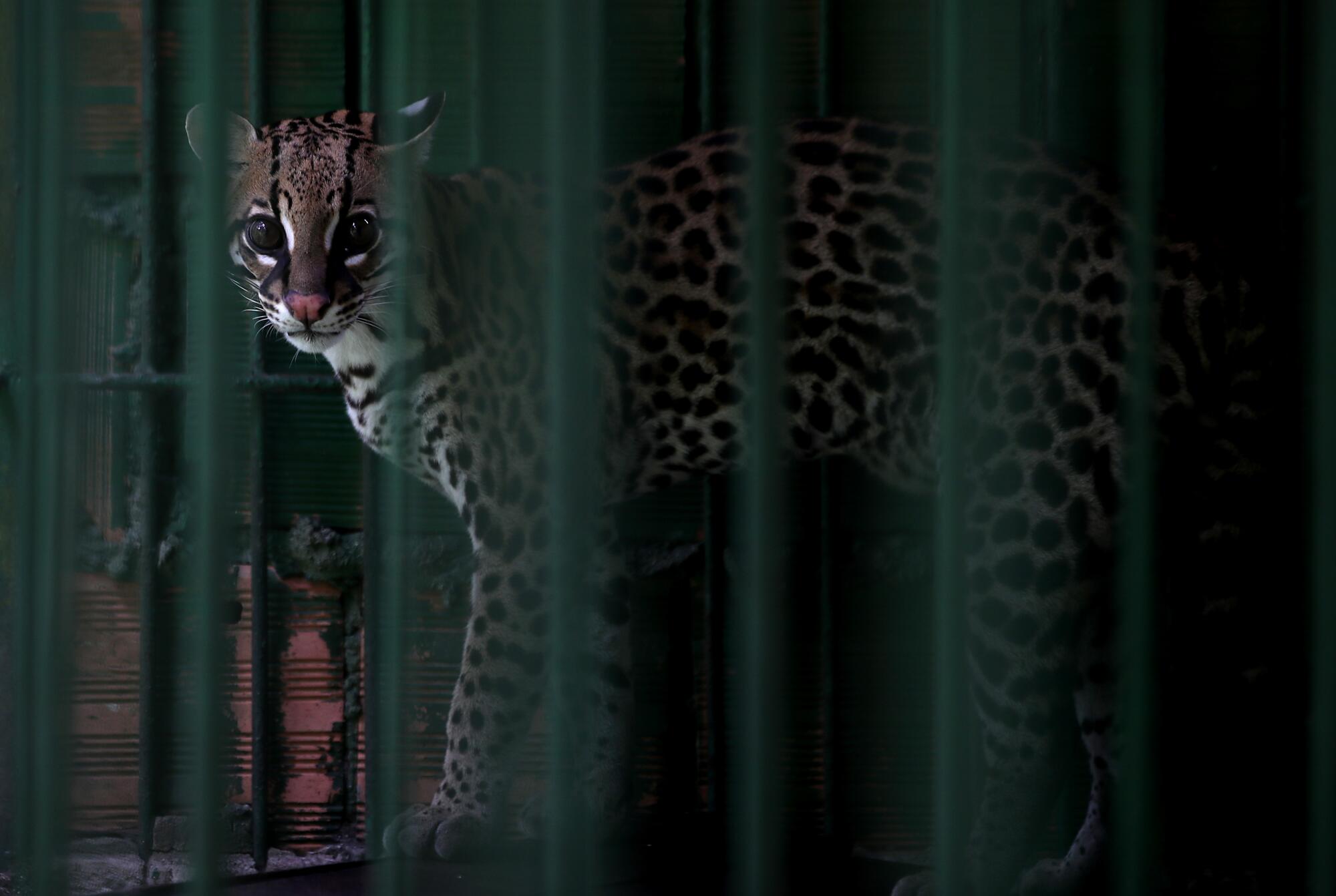 An ocelot in a cage  