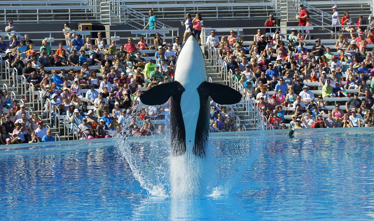 An orca whale performs during the One Ocean show at SeaWorld San Diego last year in San Diego.