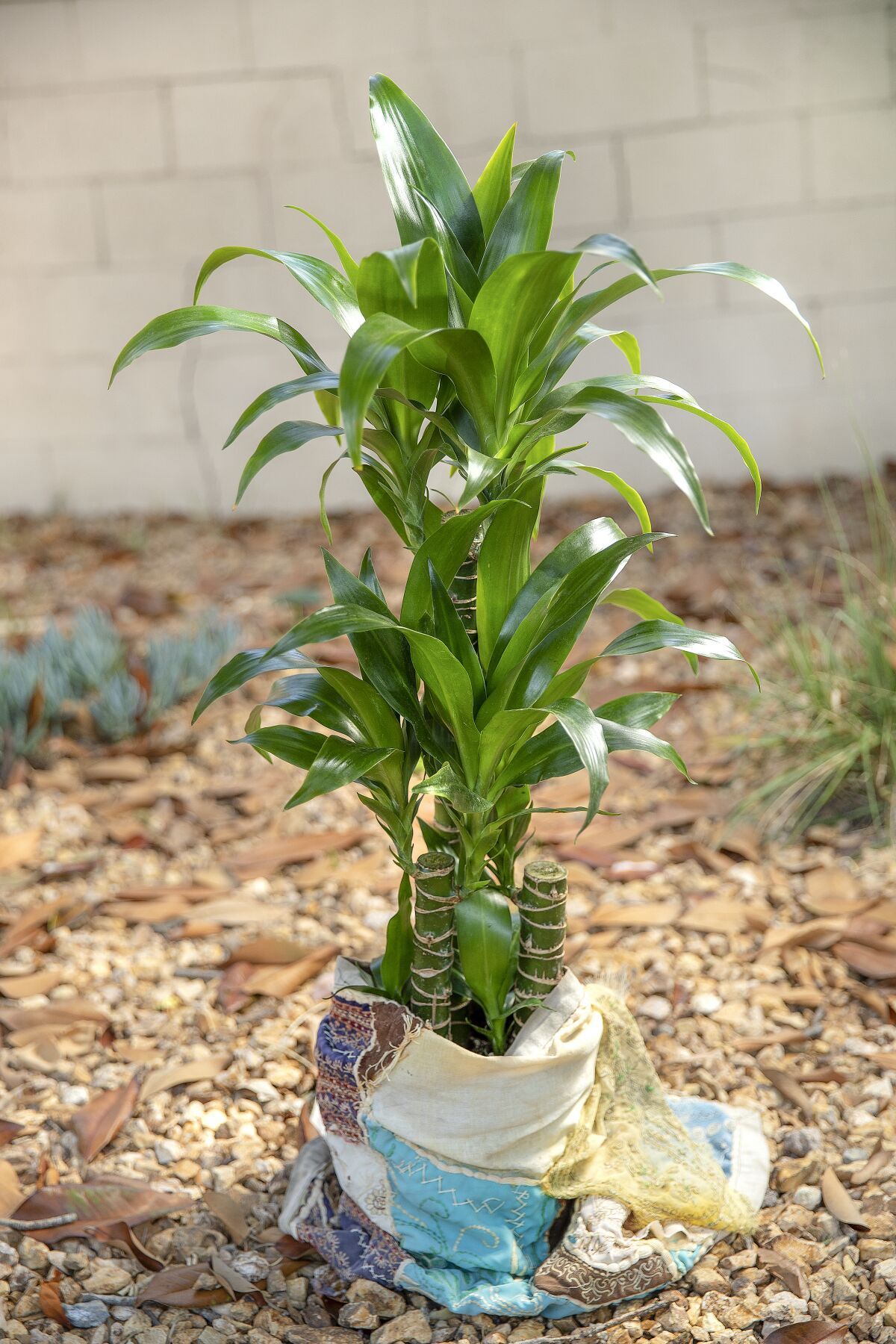 A dracaena plant (aka corn plant)