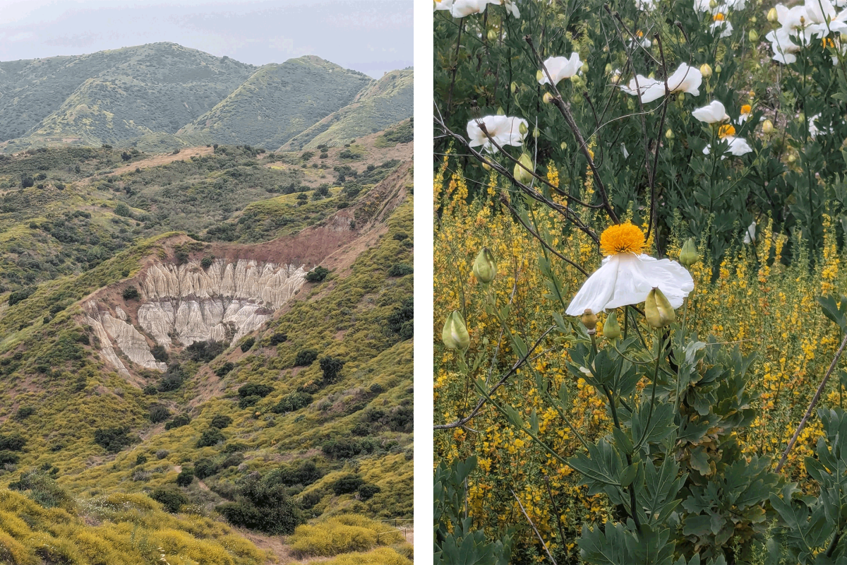 Sandstone bluffs and wildflowers along the trails of Gypsum Canyon Wilderness in northern Orange County.