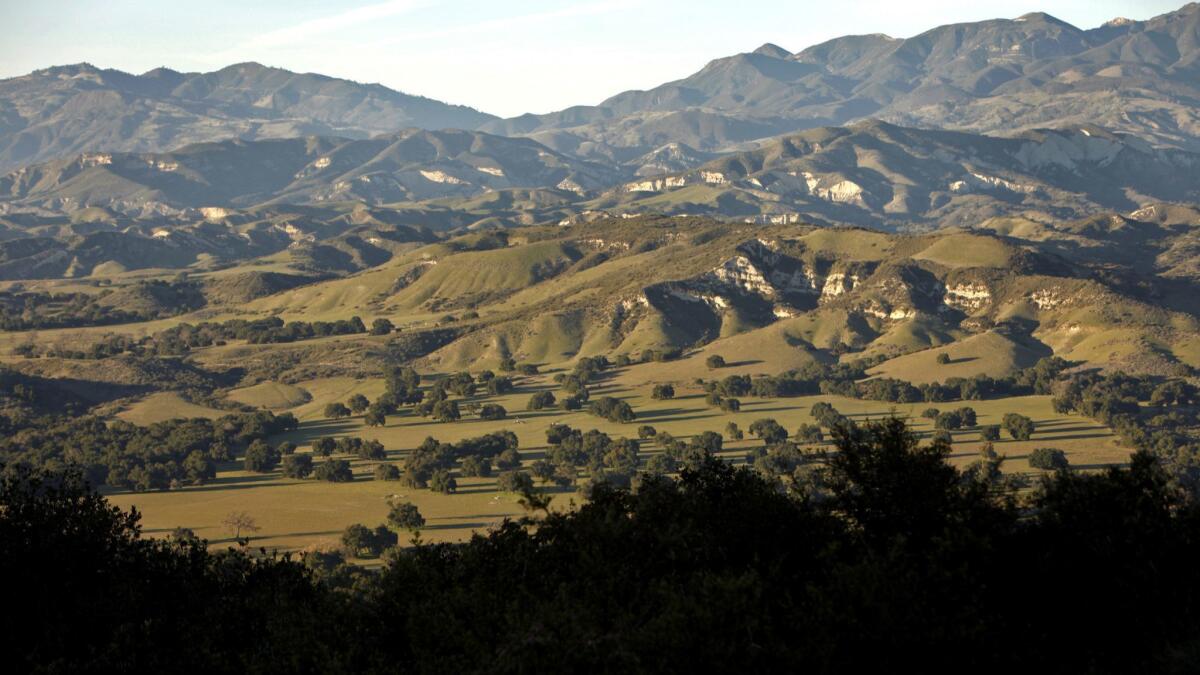 Some of the trees used to reconstruct the history of drought in North America are located near Figueroa Mountain, 30 miles northwest of Santa Barbara.