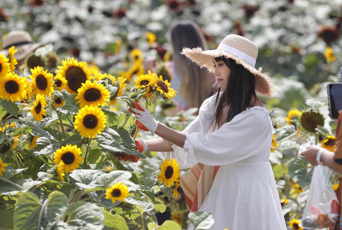 Sunflowers in the "gold rush" variety are picked by a guest on the Sakioka family fields in Costa Mesa. 