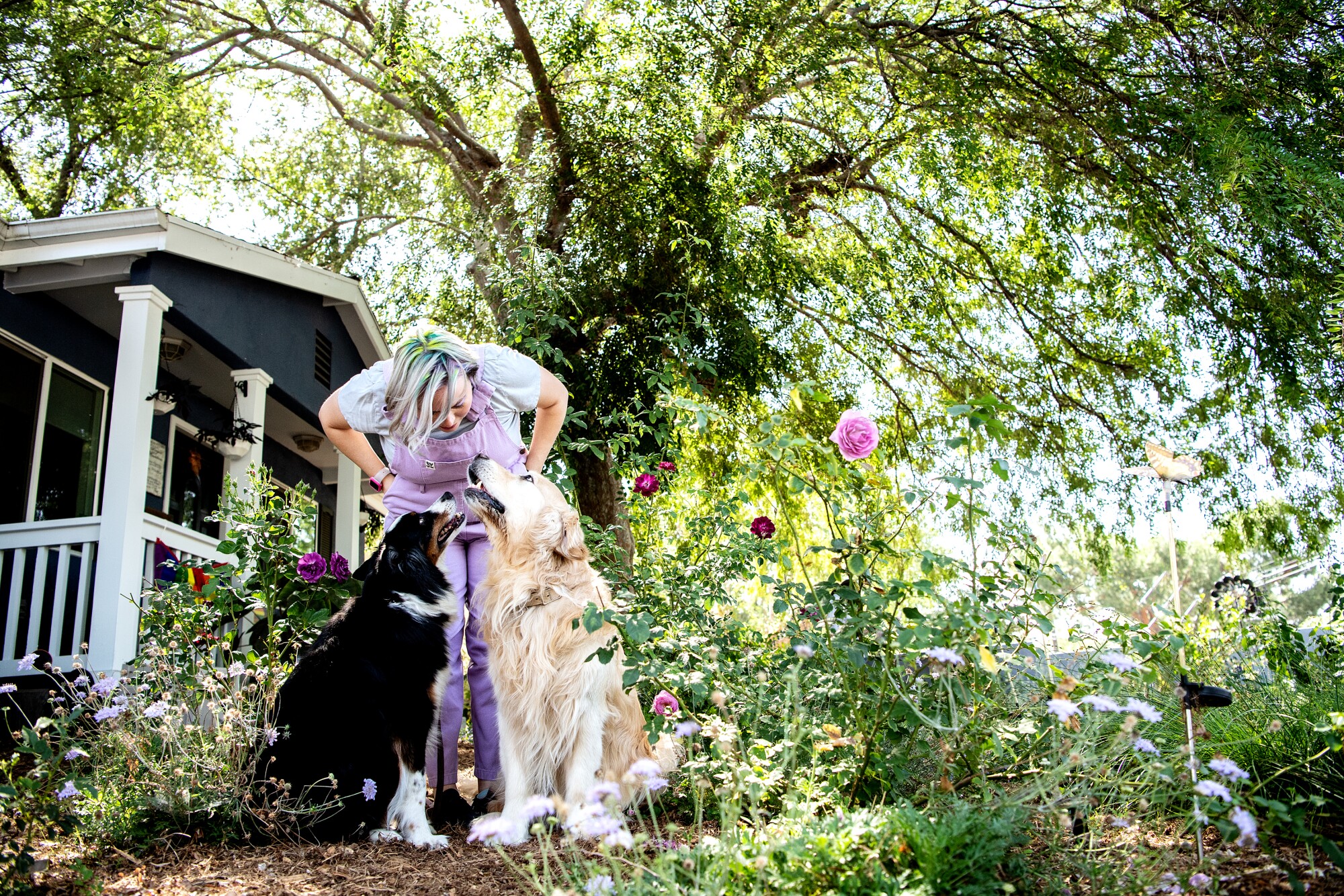 A woman in her garden with her dogs. 