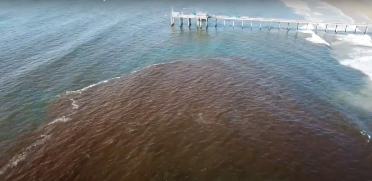 A red tide caused by a congregation of plankton colors the water off La Jolla in 2020.