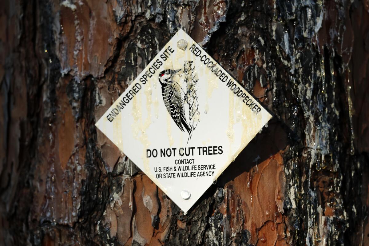 A sign warns not to cut down a tree.