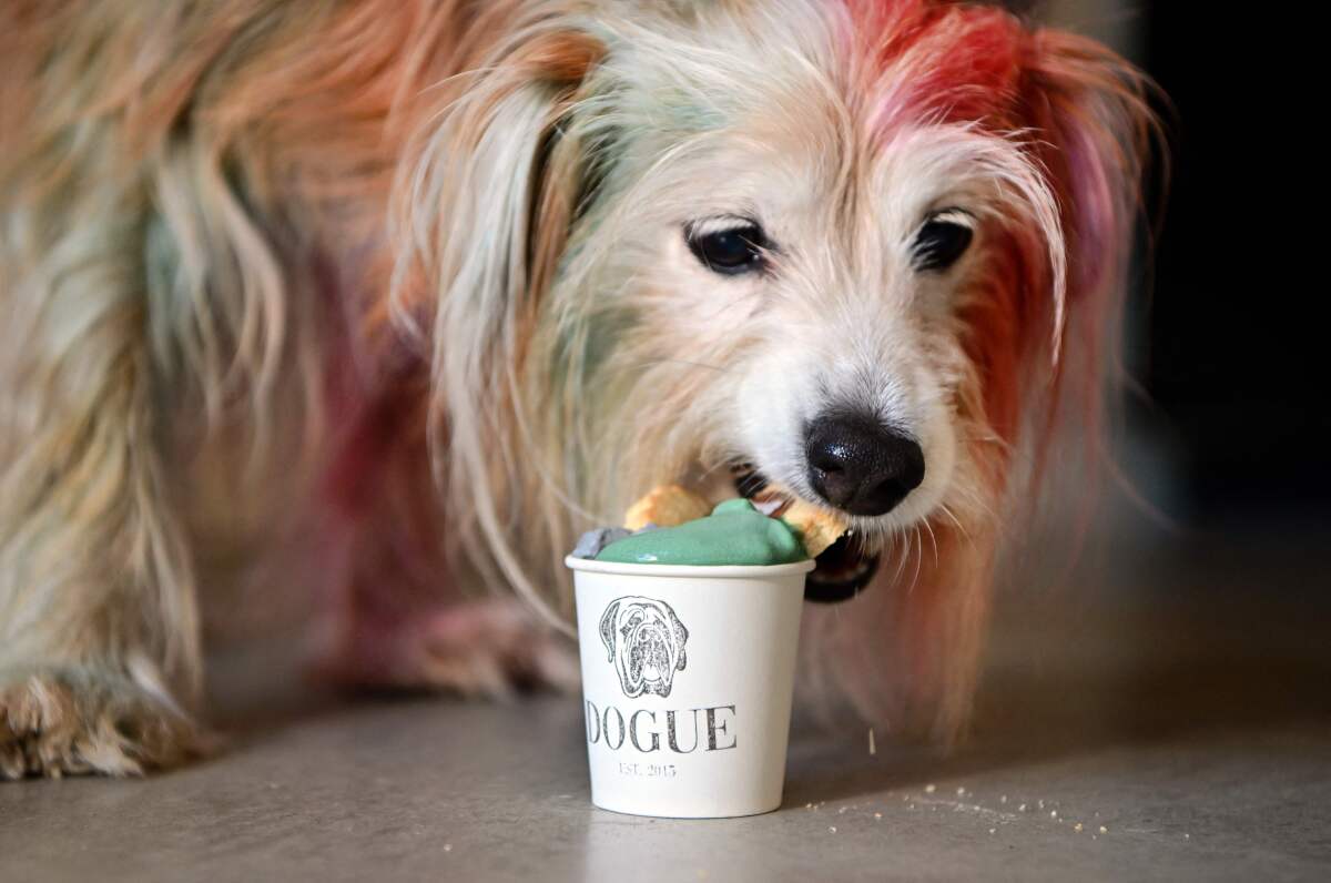 A pet eats a treat at Dogue, a restaurant for dogs in San Francisco, in 2022.