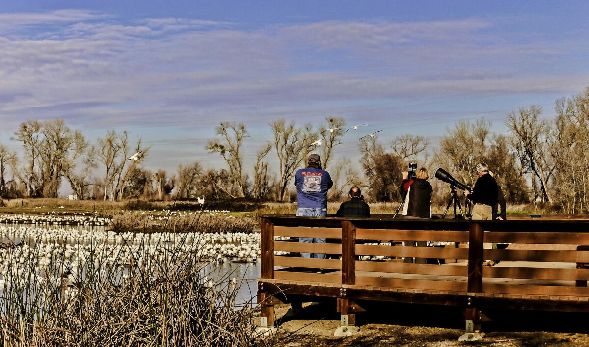 Photographers on the viewing platform at California's Colusa National Wildlife Refuge.