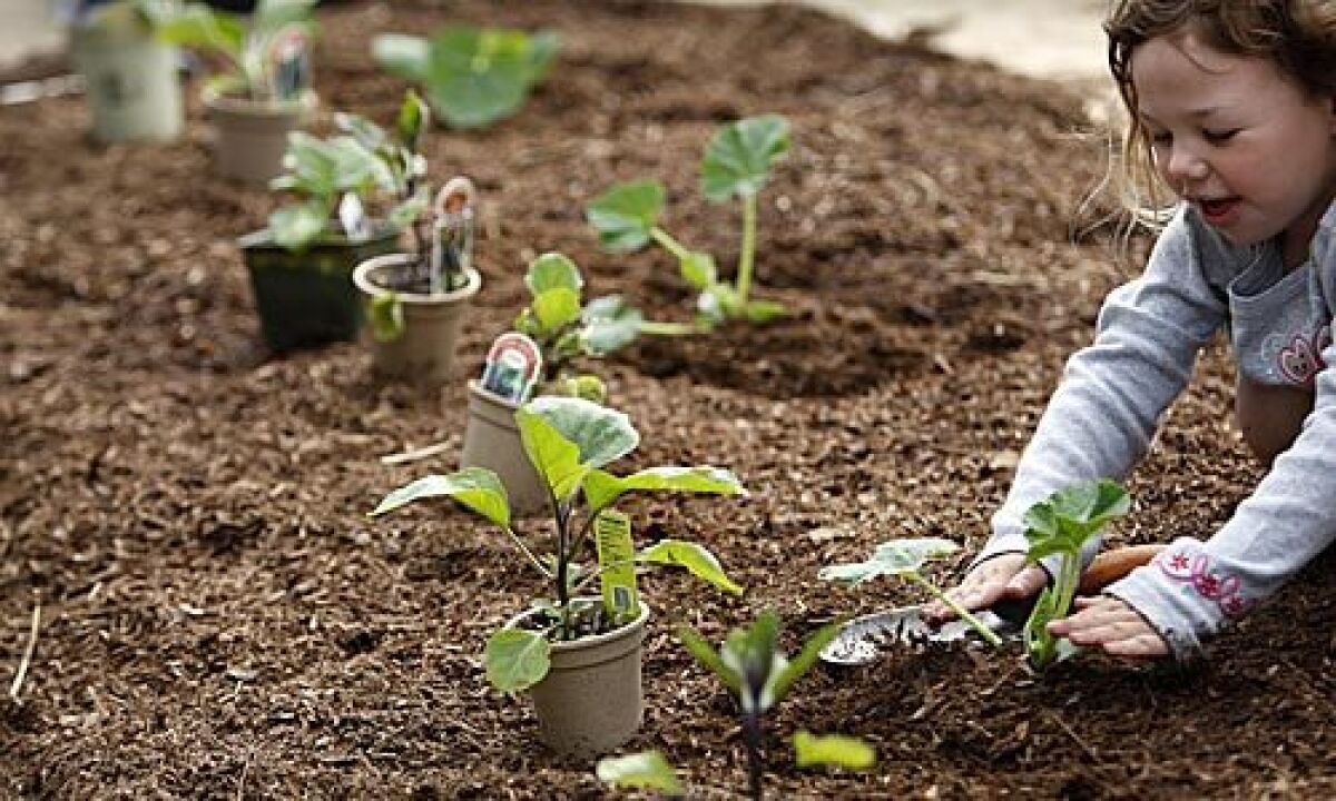 Child planting seedlings.  
