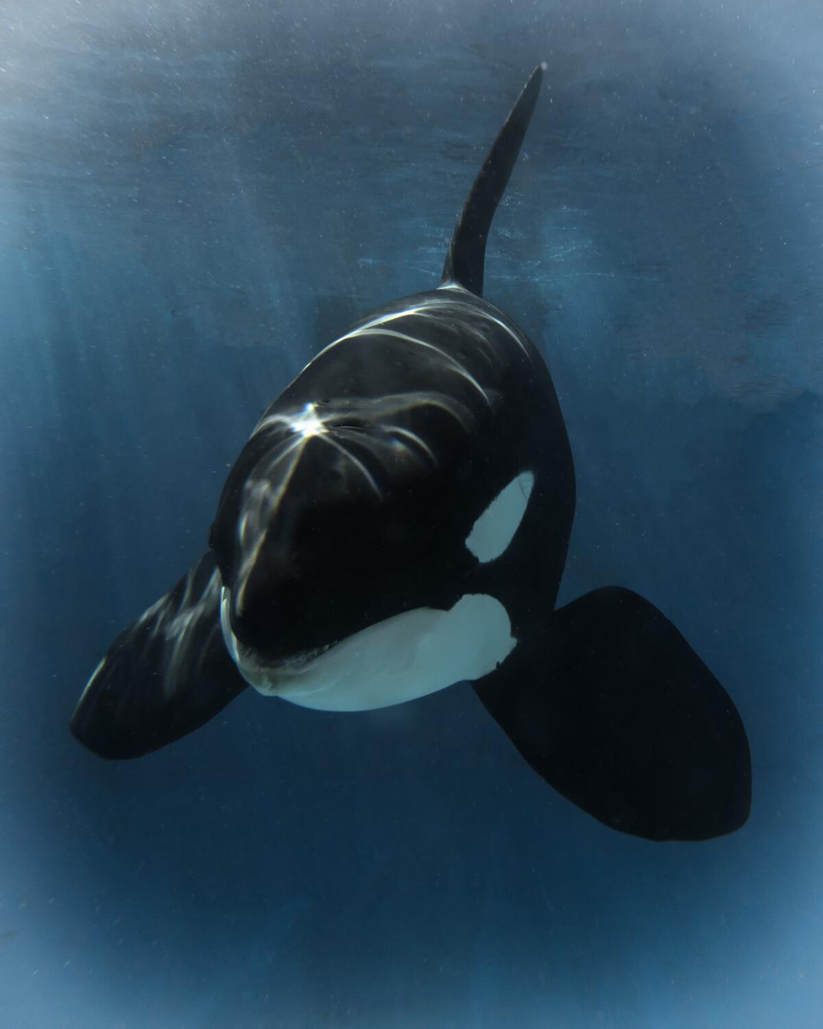 Orca