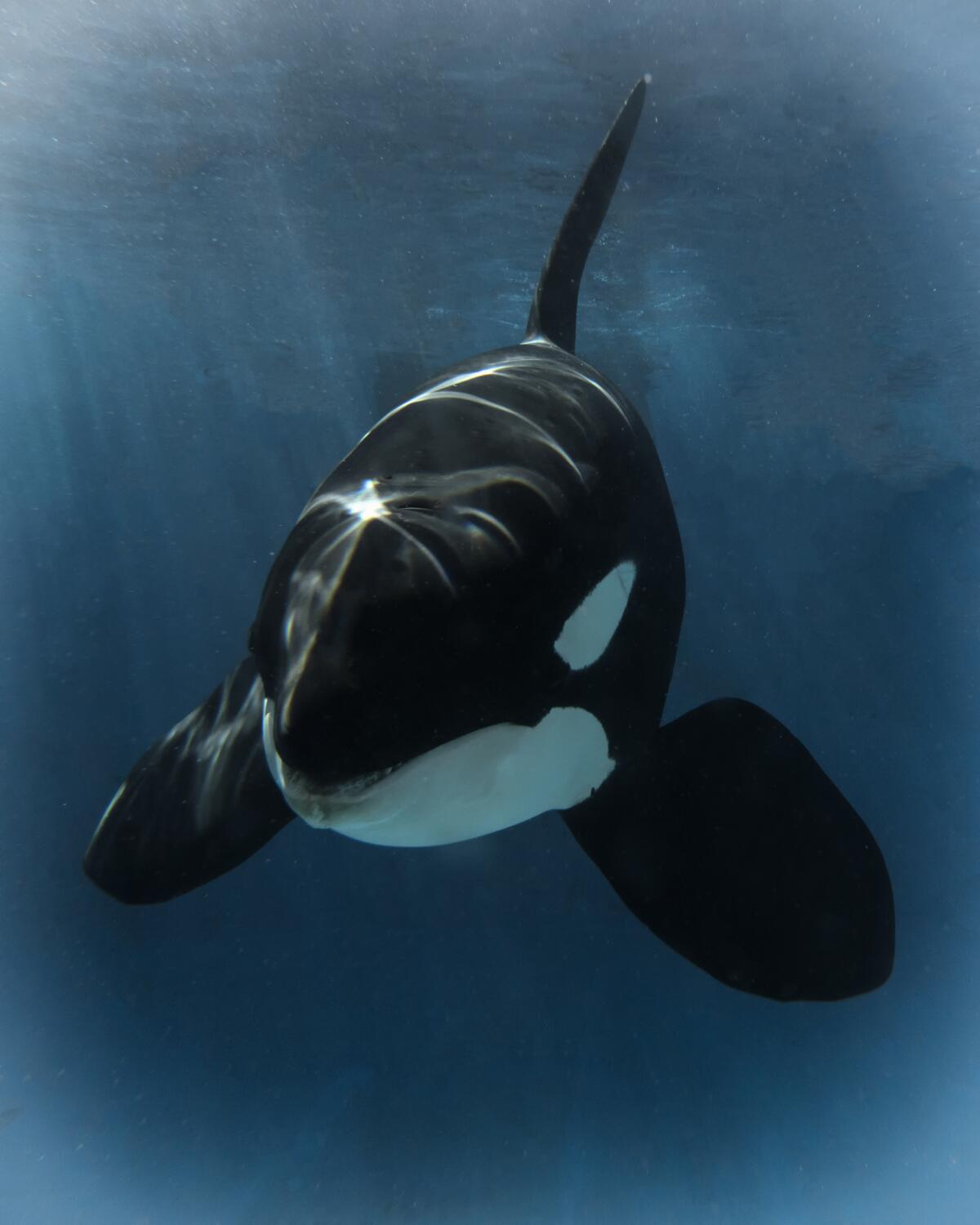 A killer whale in a tank