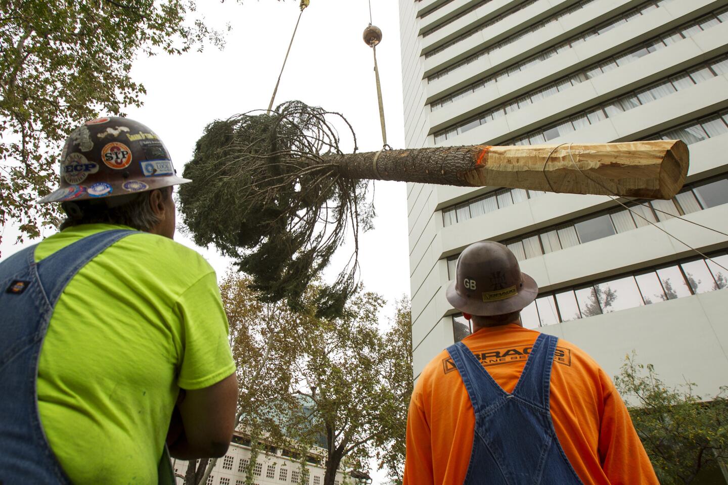 The South Coast Plaza tree is lifted off the trick in preparation for being lowered into place near the Westin Hotel on Tuesday.