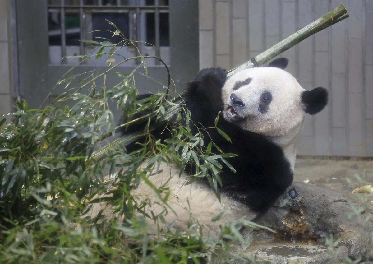 La panda gigante Xiang Xiang en su hábitat en el zoológico de Ueno, en Tokio, Japón