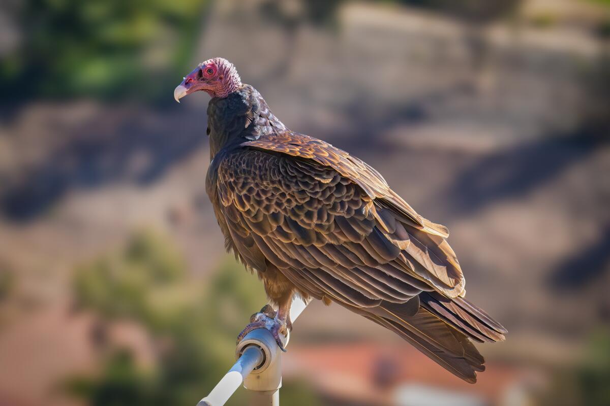 NETN Species Spotlight - Turkey and Black Vultures (U.S. National
