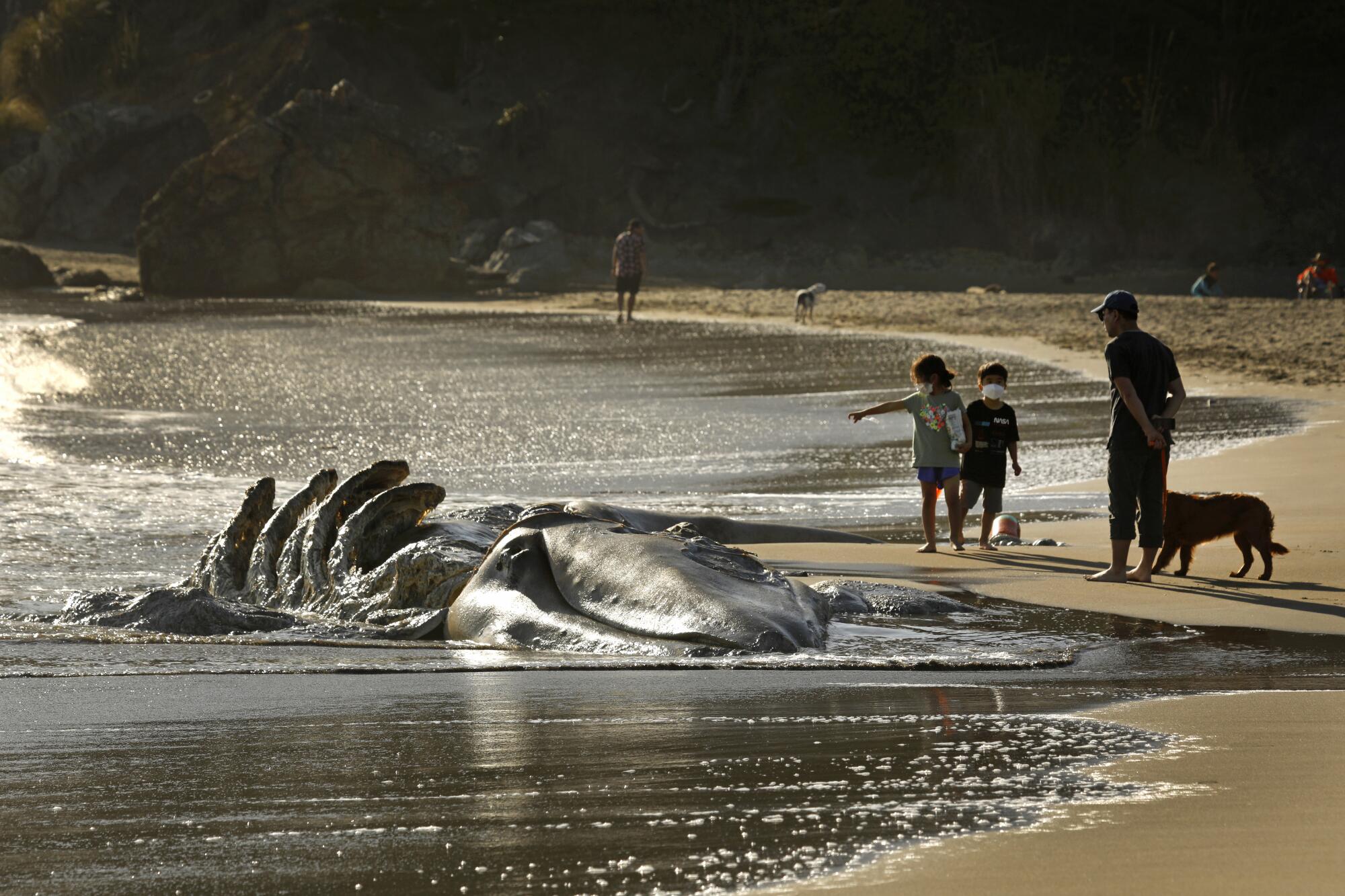 A young girl points to the decomposing carcass of a whale. 