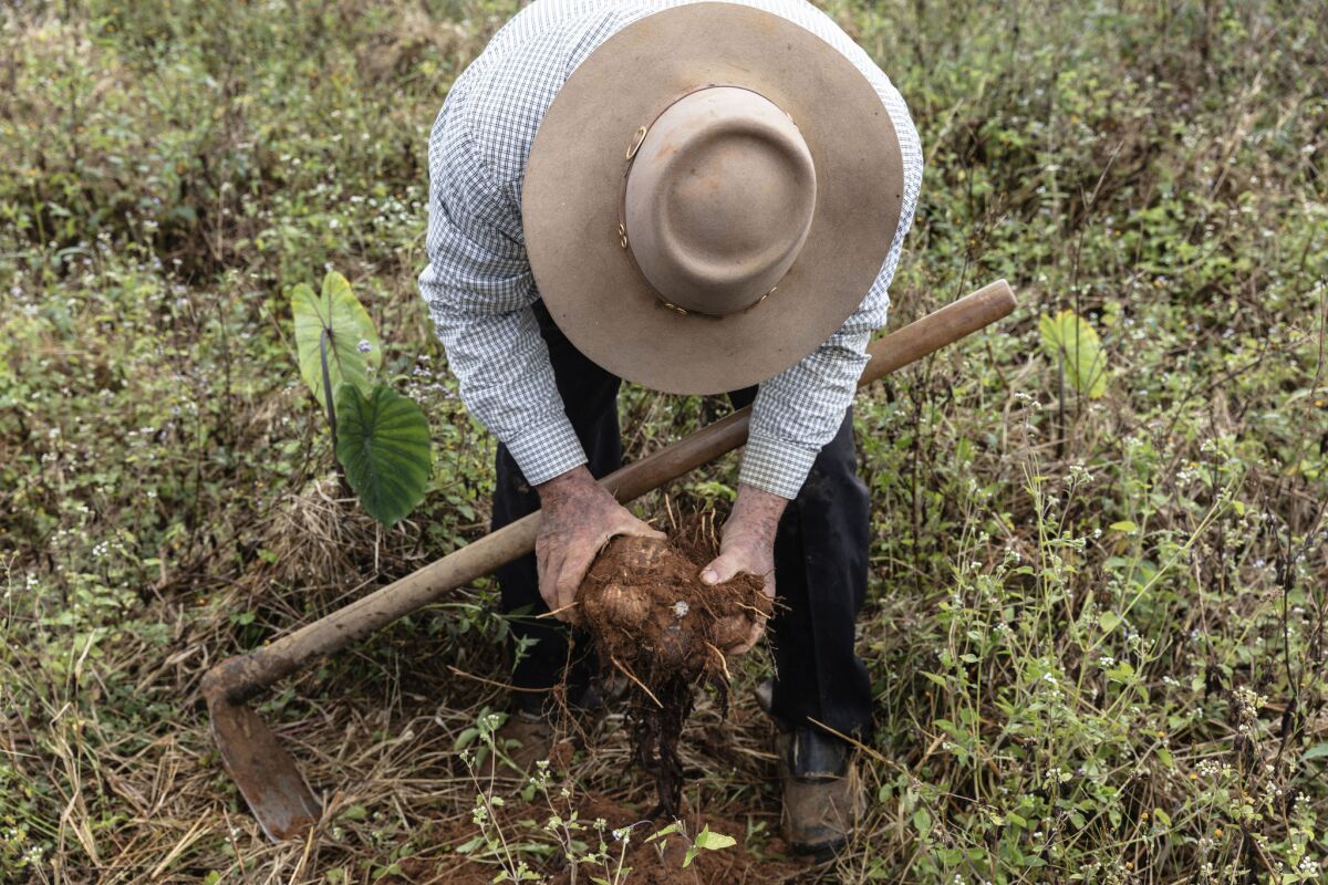 Joaquim dos Santos, 69, harvests fresh organic yams.