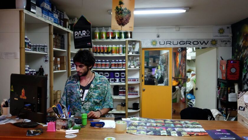 Juan Andres Palese works at his shop, URUGROW, in Montevideo, Uruguay, where he and his partner sell marijuana seeds, growing supplies and Cheech and Chong paraphernalia.