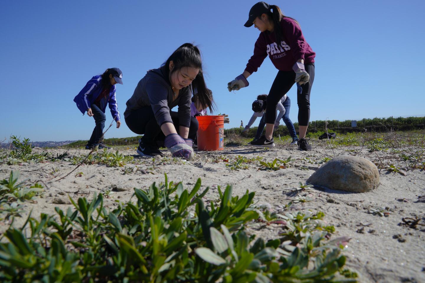 Volunteers help the California Least Tern