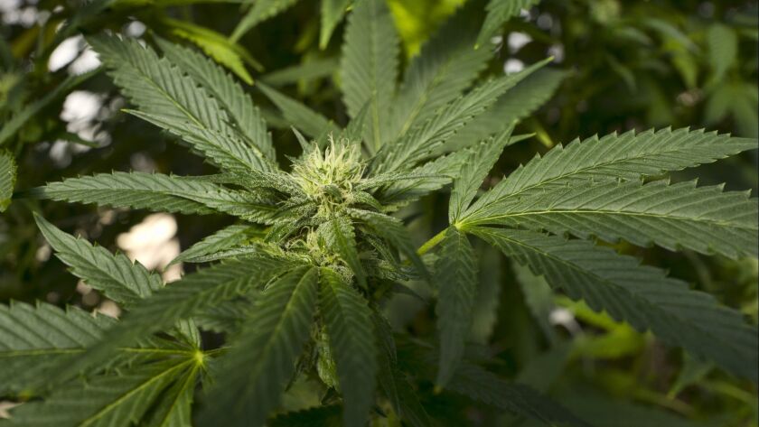 Una planta de marihuana en la cordillera costera de San Luis Obispo. (Richard Vogel / Associated Press)