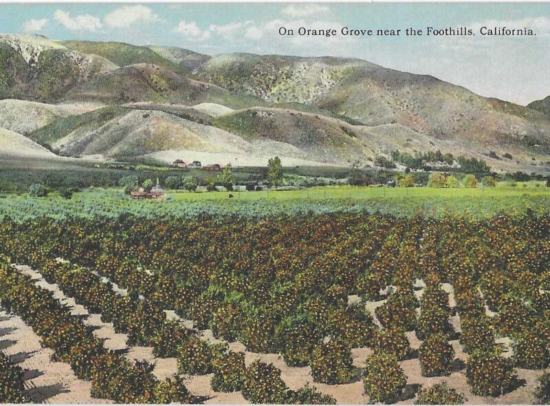 Postcard shows rows of orange trees, with foothills in the background.