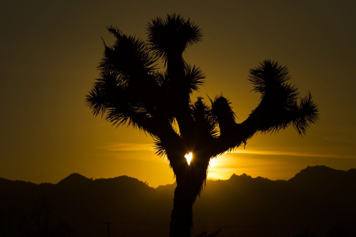 A 26-year old Burbank man suffered serious injuries after falling 30 feet in steep rocky terrain in Joshua Tree National Park Sunday, officials said.
