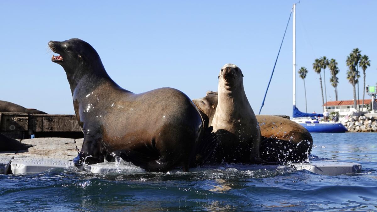 Where to See Seals in San Diego - City Experiences