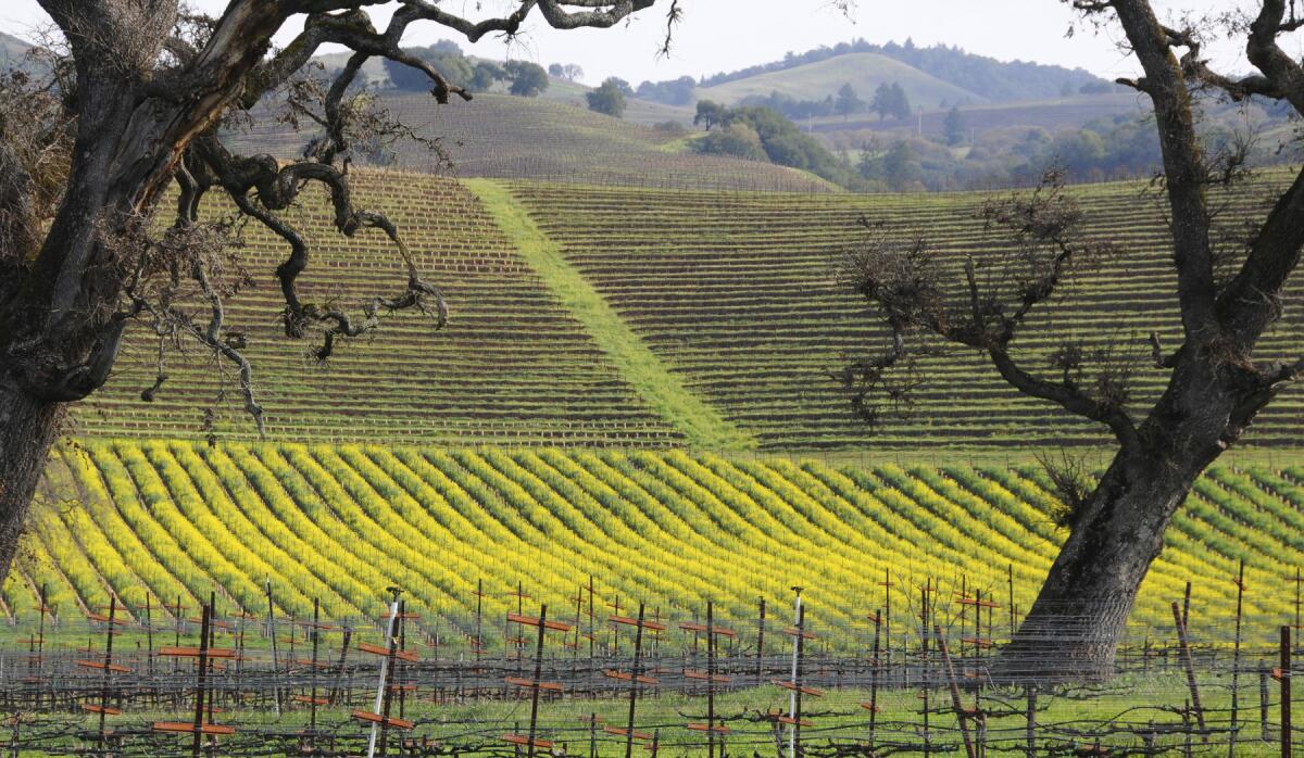 Take in the beautiful Sonoma valley on a 3 or 6-day wine country tour.